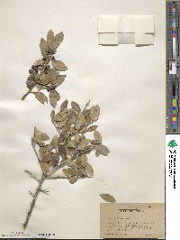 Ilex vomitoria image