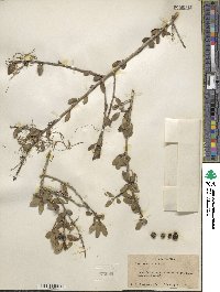 Ilex vomitoria image