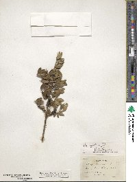 Ilex vomitoria image