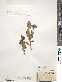 Ilex vomitoria image