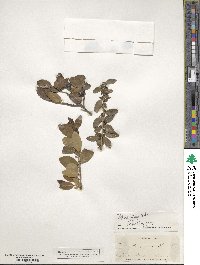 Ilex vomitoria image