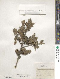 Ilex vomitoria image