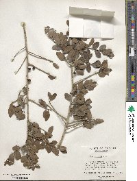 Ilex vomitoria image