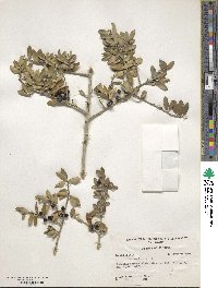 Ilex vomitoria image