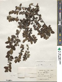 Ilex vomitoria image