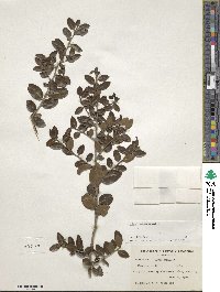 Ilex vomitoria image