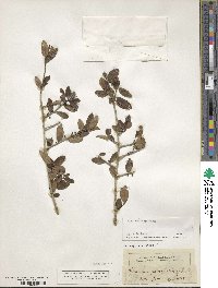 Ilex vomitoria image