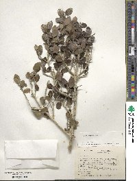 Ilex vomitoria image