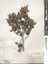 Ilex vomitoria image