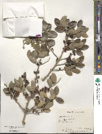 Ilex vomitoria image