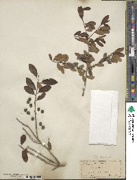 Ilex vomitoria image