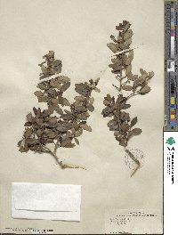 Ilex vomitoria image