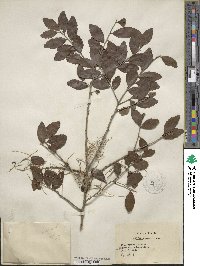 Ilex vomitoria image