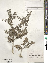 Ilex vomitoria image