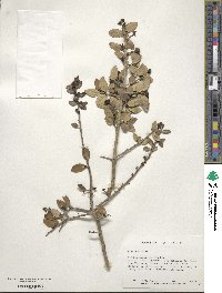 Ilex vomitoria image