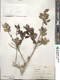 Ilex vomitoria image