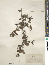 Ilex vomitoria image