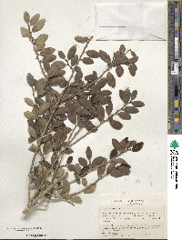 Ilex vomitoria image