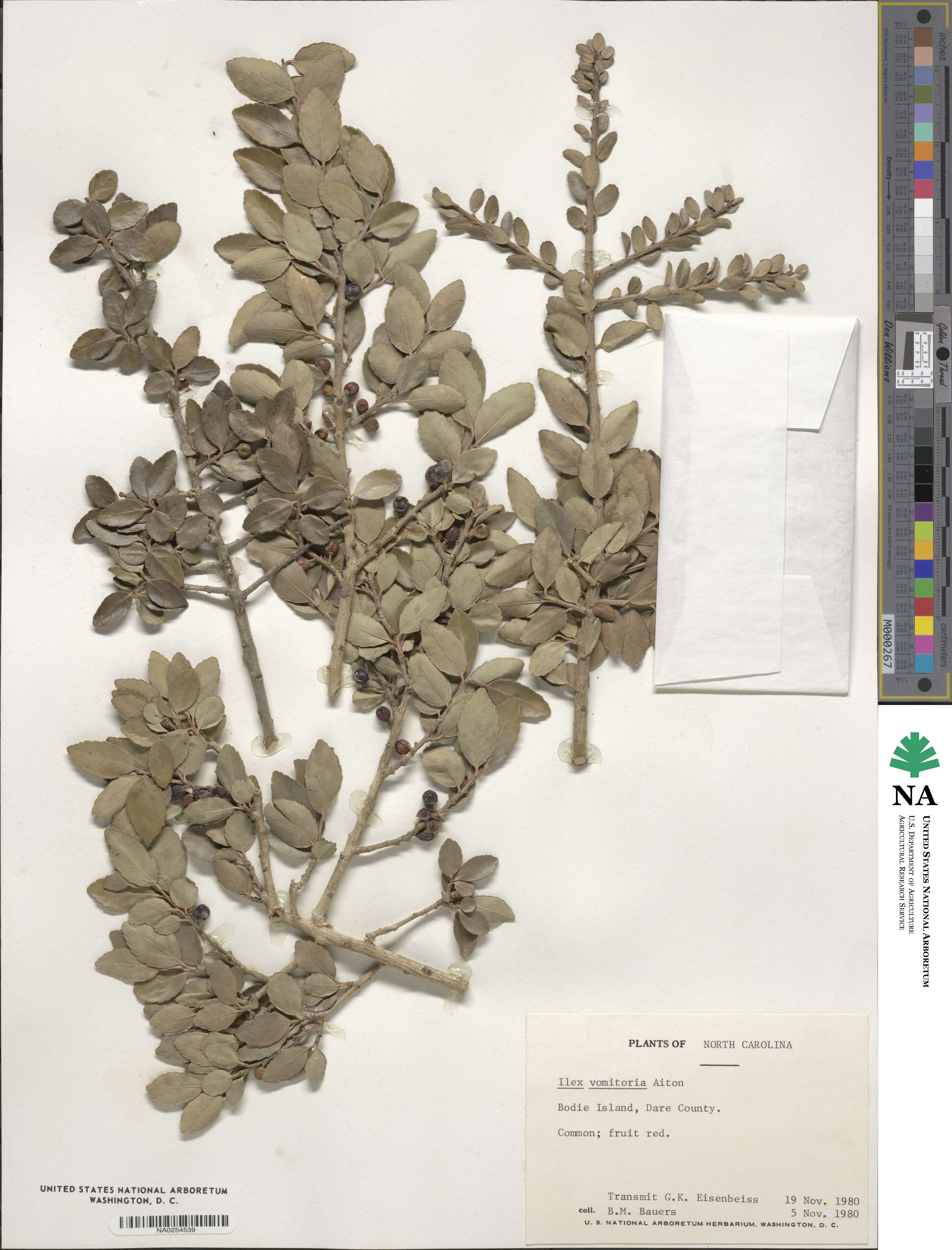 Ilex vomitoria image