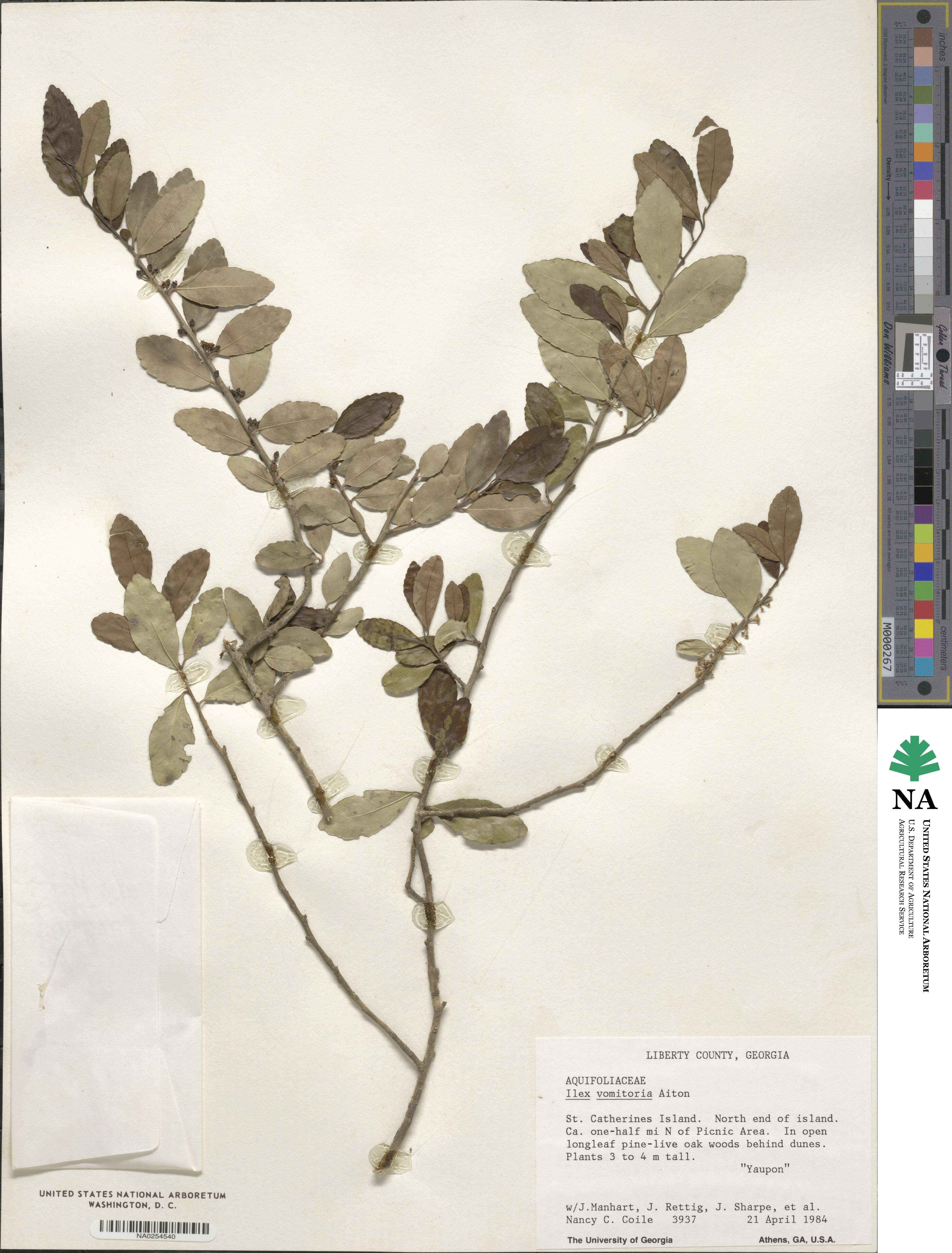 Ilex vomitoria image