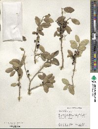 Ilex vomitoria image