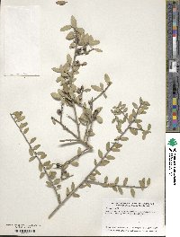 Ilex vomitoria image