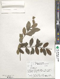 Ilex vomitoria image