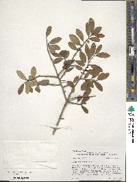 Ilex vomitoria image