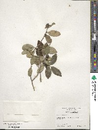 Ilex vomitoria image