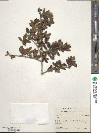 Ilex vomitoria image