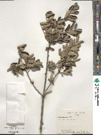 Ilex vomitoria image