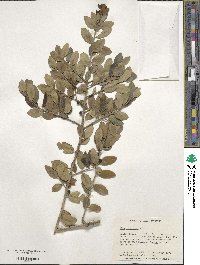 Ilex vomitoria image