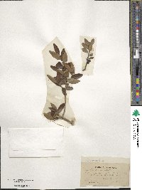 Ilex vomitoria image