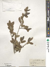 Ilex vomitoria image