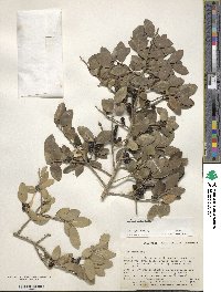 Ilex vomitoria image