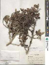 Ilex vomitoria image