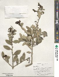 Ilex vomitoria image