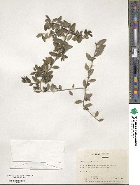 Ilex vomitoria image