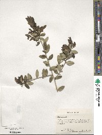 Ilex vomitoria image