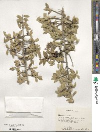 Ilex vomitoria image