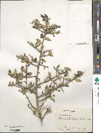 Ilex vomitoria image