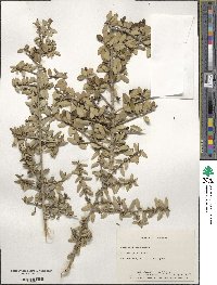 Ilex vomitoria image