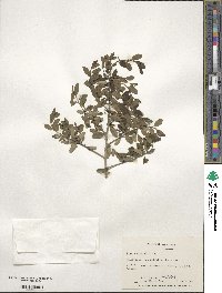 Ilex vomitoria image