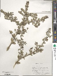 Ilex vomitoria image