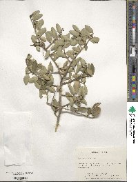 Ilex vomitoria image