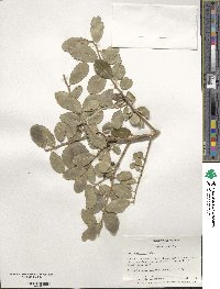 Ilex vomitoria image