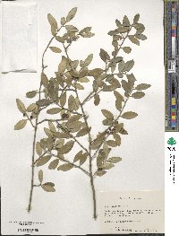 Ilex vomitoria image