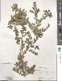 Ilex vomitoria image