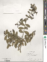 Ilex vomitoria image