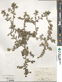 Ilex vomitoria image